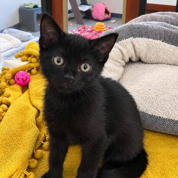 Kendall -  Domestic Short Hair Cat for Adoption in West Palm Beach, Florida - Kendall | PetCurious