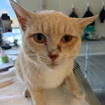 Domestic Short Hair Cats Available for Adoption in Nashville, Tennessee - Goldfish | PetCurious