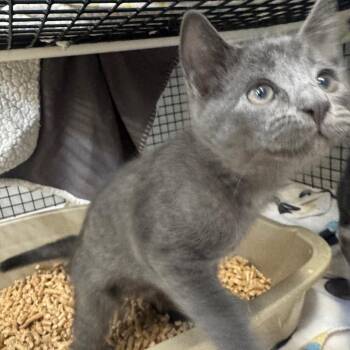 Ford -  Domestic Short Hair Cat for Adoption in Buellton, California - Ford | PetCurious