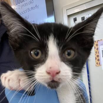 71582 -  Domestic Short Hair Cat for Adoption in Harrisonburg, Virginia - 71582 | PetCurious