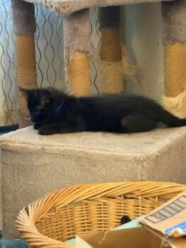 HADIES -  Domestic Short Hair Cat for Adoption in Sacramento, California - HADIES | PetCurious