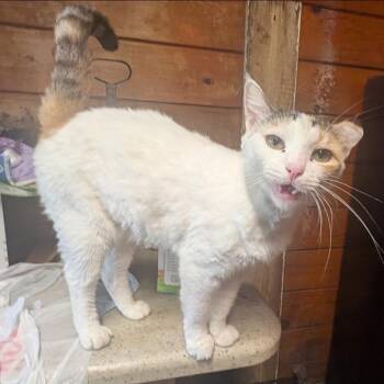 Svettlana -  Domestic Short Hair Cat for Adoption in Long Beach, California - Svettlana | PetCurious