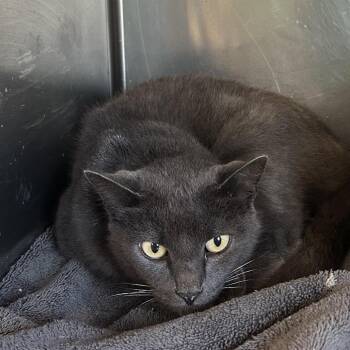 Calypso -  Domestic Short Hair Cat for Adoption in Starkville, Mississippi - Calypso | PetCurious