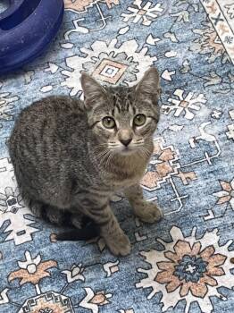 Sami -  Domestic Short Hair Cat for Adoption in Westfield, New Jersey - Sami | PetCurious