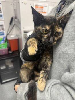 Markie -  Domestic Short Hair Cat for Adoption in Sevierville, Tennessee - Markie | PetCurious