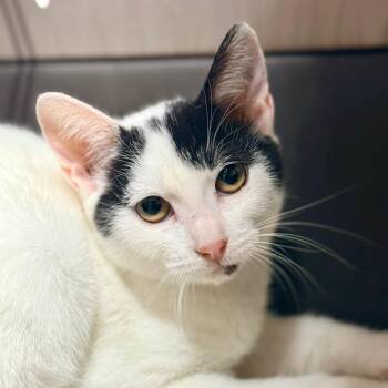 Vina -  Domestic Short Hair Cat for Adoption in Redwood Valley, California - Vina | PetCurious