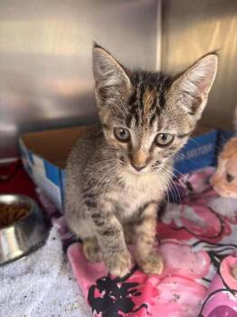 Pebbles -  Domestic Short Hair Cat for Adoption in Statesboro, Georgia - Pebbles | PetCurious