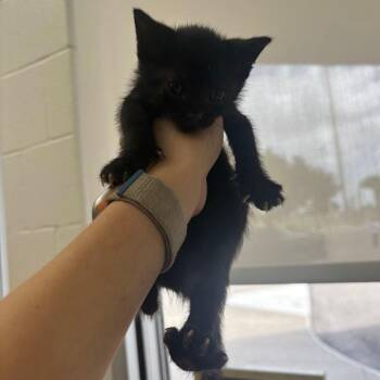 Cola -  Domestic Short Hair Cat for Adoption in Corpus Christi, Texas - Cola | PetCurious
