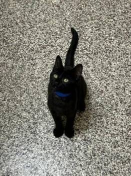 Limp Bizkit -  Domestic Short Hair Cat for Adoption in Westland, Michigan - Limp Bizkit | PetCurious