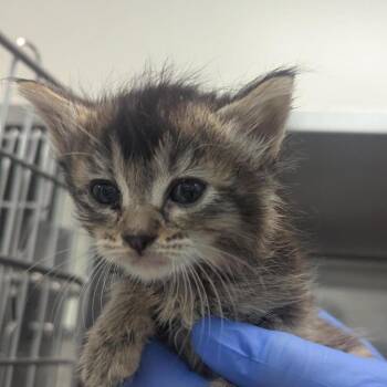 Aurora -  Domestic Medium Hair Cat for Adoption in Pasadena, California - Aurora | PetCurious