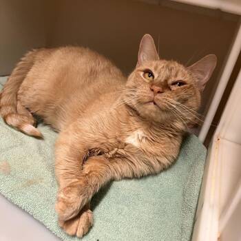 Mila -  Domestic Short Hair Cat for Adoption in Salisbury, Massachusetts - Mila | PetCurious