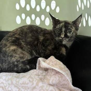 Luck -  Domestic Short Hair Cat for Adoption in Fairport, New York - Luck | PetCurious