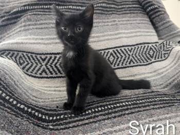 SYRAH -  Domestic Short Hair Cat for Adoption in Colorado Springs, Colorado - SYRAH | PetCurious