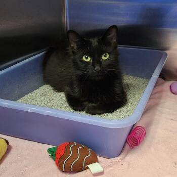 Fluffy -  Domestic Medium Hair Cat for Adoption in Walker, Michigan - Fluffy | PetCurious