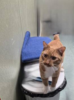 Junior -  Domestic Short Hair Cat for Adoption in Warwick, Rhode Island - Junior | PetCurious