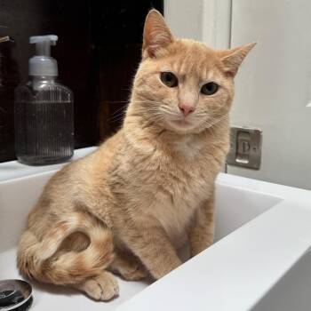 George -  Domestic Short Hair Cat for Adoption in Gibsonia, Pennsylvania - George | PetCurious