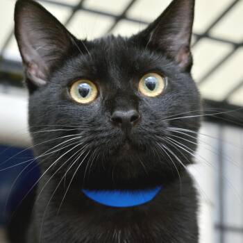 Domestic Short Hair Cats Available for Adoption in Sanford, Florida - Bones (Felv+) | PetCurious