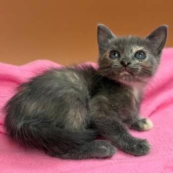 Halle -  Domestic Short Hair Cat for Adoption in San Antonio, Texas - Halle | PetCurious
