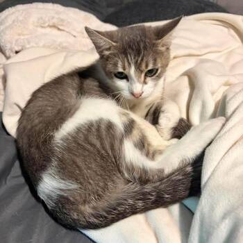 Piera -  Domestic Short Hair Cat for Adoption in Sioux Falls, South Dakota - Piera | PetCurious