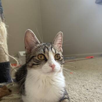 Jj -  Domestic Short Hair Cat for Adoption in Holly, Michigan - Jj | PetCurious