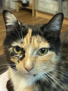OKOLONA -  Domestic Short Hair Cat for Adoption in Louisville, Kentucky - OKOLONA | PetCurious