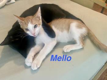 Mellow -  Tabby Cat for Adoption in Casselberry, Florida - Mellow | PetCurious