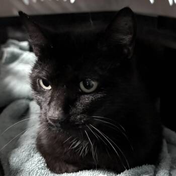 Boo -  Domestic Medium Hair Cat for Adoption in Jefferson City, Tennessee - Boo | PetCurious