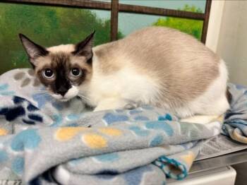 Snowshoe and Domestic Short Hair Cats Available for Adoption - MARTINI | PetCurious