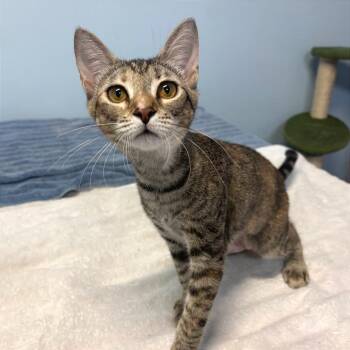 Artemis -  Domestic Short Hair Cat for Adoption in Fort Lauderdale, Florida - Artemis | PetCurious