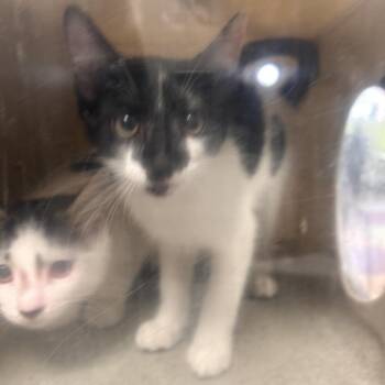 Domestic Short Hair Cats Available for Adoption - Mask | PetCurious