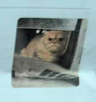 Mr. Grimley -  Persian and Domestic Long Hair Cat for Adoption in New Braunfels, Texas - Mr. Grimley | PetCurious