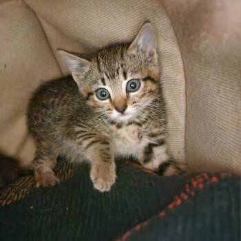 Thimble -  Domestic Short Hair Cat for Adoption in Columbus, North Carolina - Thimble | PetCurious