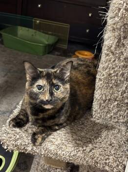 Rescue Domestic Short Hair and Tortoiseshell Cats for Adoption in Columbus, Ohio - Merida | PetCurious