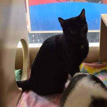 Rosie -  Domestic Short Hair Cat for Adoption in Grantsville, Utah - Rosie | PetCurious