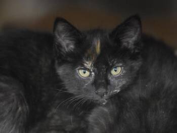 Charlie Mae -  Domestic Short Hair Cat for Adoption in Portland, Oregon - Charlie Mae | PetCurious