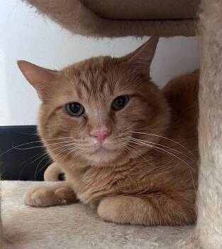 Roosevelt -  Domestic Short Hair Cat for Adoption in Mcpherson, Kansas - Roosevelt | PetCurious
