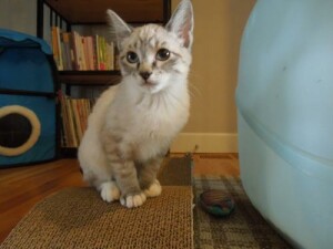 Snowshoe Rescue Cats for Adoption near Elko, Nevada ...