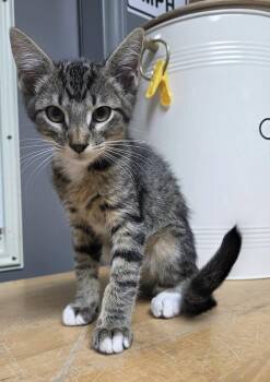 Aprilia -  Domestic Short Hair Cat for Adoption in Houston, Texas - Aprilia | PetCurious