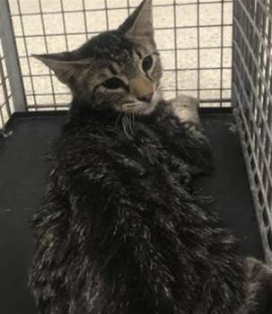 A432360 -  Domestic Short Hair Cat for Adoption in Conroe, Texas - A432360 | PetCurious