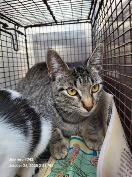 Rescue Domestic Short Hair Cats for Adoption in San Antonio, Texas - RUBY | PetCurious