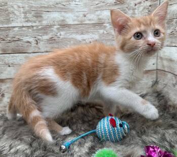 Katia -  Domestic Short Hair Cat for Adoption in Lexington, Kentucky - Katia | PetCurious