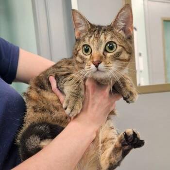 Stubbie -  Domestic Short Hair Cat for Adoption in Knoxville, Tennessee - Stubbie | PetCurious