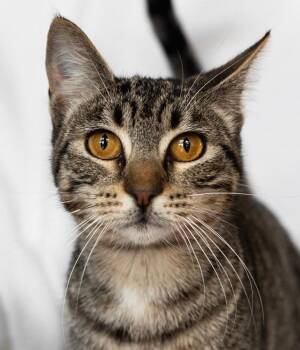 NALA -  Tabby Cat for Adoption in Rowland Heights, California - NALA | PetCurious