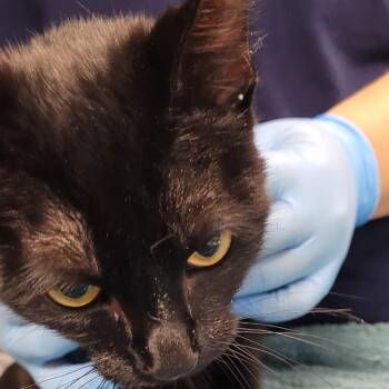 Domestic Short Hair Cats Available for Adoption in Vineland, New Jersey - Matcha | PetCurious