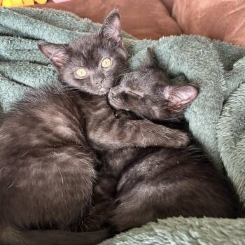 Jennifer -  Domestic Short Hair Cat for Adoption in Harrisonburg, Virginia - Jennifer | PetCurious