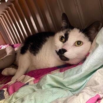 Don -  Domestic Short Hair Cat Available for Adoption in Grand Rapids, Michigan - Don | PetCurious
