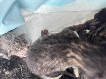 Domestic Short Hair Cats Available for Adoption in Houston, Texas - SUZIE | PetCurious