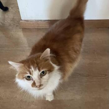 Domestic Long Hair Cats Available for Adoption in Menasha, Wisconsin - Lucy | PetCurious