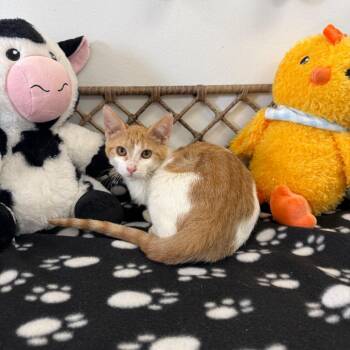 Tori -  Domestic Short Hair Cat for Adoption in Houston, Texas - Tori | PetCurious