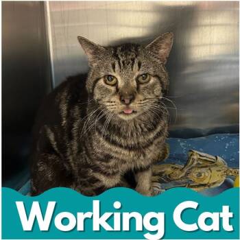 Rescue Domestic Short Hair Cats for Adoption in Asheville, North Carolina - Silver | PetCurious